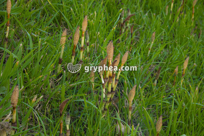 Grande Prêle - axes fertiles (strobiles ou épis sporifères) au début du printemps - gryphea.com